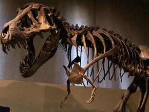 Dinosaur skeleton on display in a museum exhibit