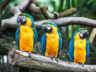Three colorful parrots perched together.