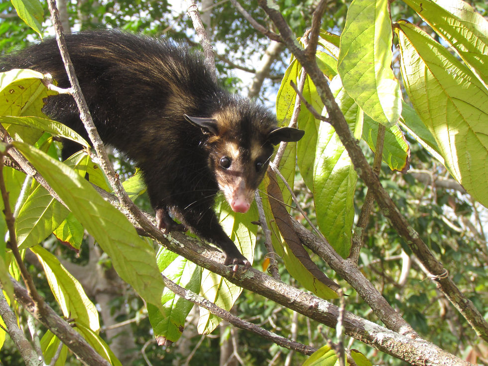 Didelphis aurita