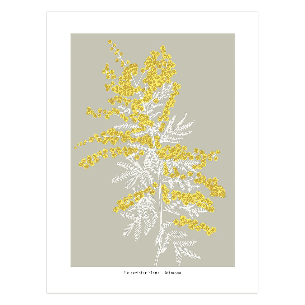 Affiche mimosa