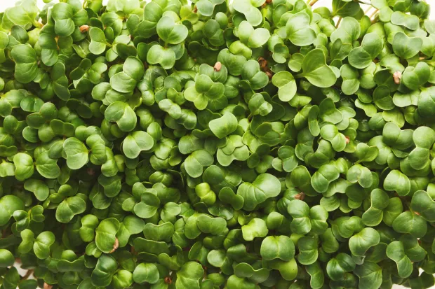 SJM-L-MICROGREENS-0110-03_80415132.jpg.webp