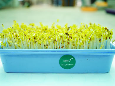From Farm to Table: Journey of the OMG’s Nutrient-Rich Products