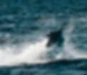 Big Blue marlin.png