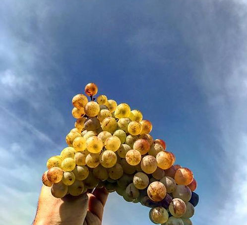 Akriotou Microwinery