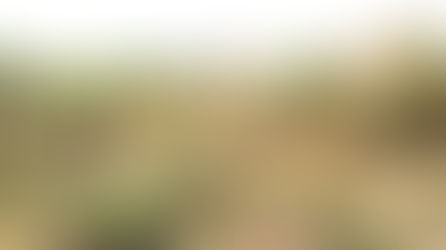 Entretien des espaces reboisés à Kamsar (Boké)