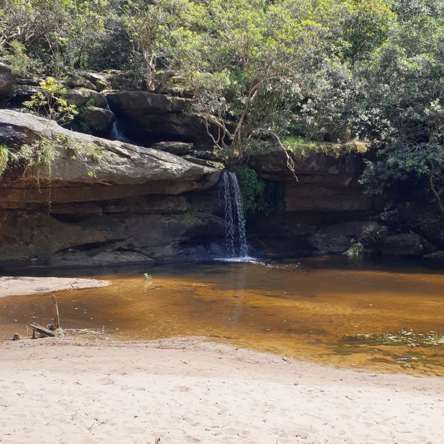 Narabeen waterfall picnic north sydney rainforest educational