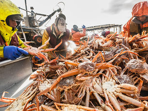 Fish Processing In The 21st Century: A Case Study In Process Optimization