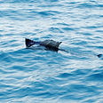 Sail Fish
