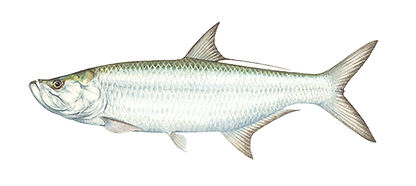 Tarpon
