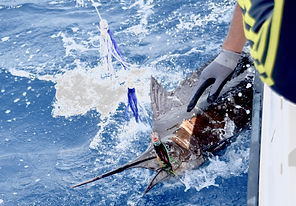 Sail Fish
