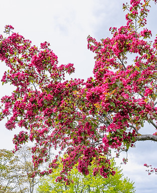 Redbud.jpeg