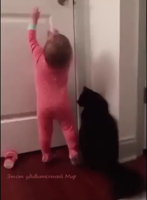 HumorPoint Baby and Cat Gif