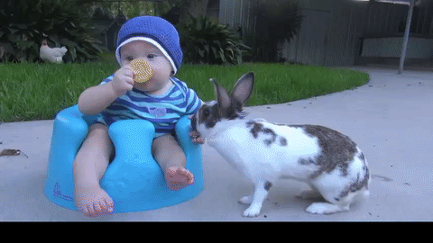Baby and the Stolen Cookie Gif