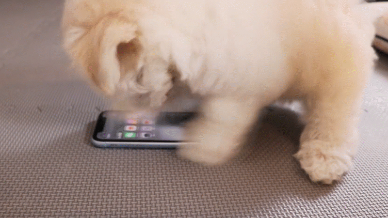 Maltese Scrolling Iphone lower res.gif