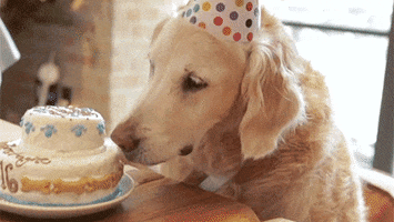 IMG_9819.GIF