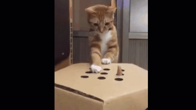 Cat pop up giif higher res.gif