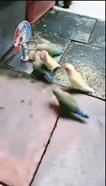 Birds Playing Basketball Smaller.gif