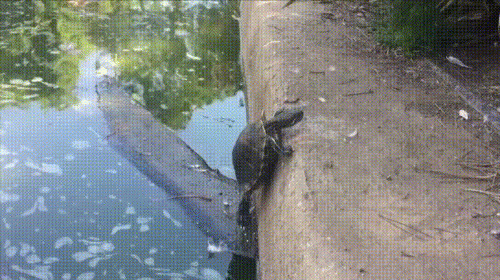 Turtle Falling.gif