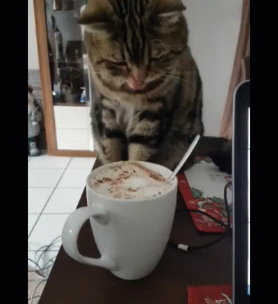 Cat licking coffee whipping cream lower 