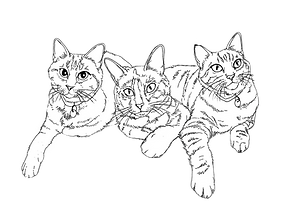 cats 0001_edited_edited.png