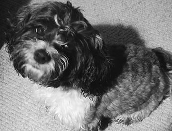 Small, curly-haired dog standing on a textured carpet.