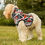 Thumbnail: Tribe Vibe I Cat or Dog Hoodie