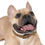 Thumbnail: Mocha Latte Collar for Dogs and Cats