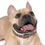 Thumbnail: Mocha Latte Collar for Dogs and Cats