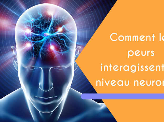 Comment les peurs interagissent au niveau neuronal ?