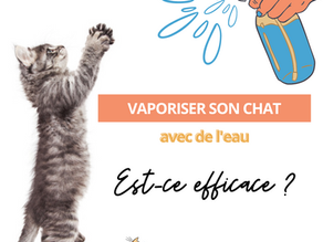 Vaporisez votre chat avec de l'eau pour "l'éduquer" : est-ce une méthode efficace ?