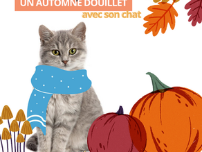 5 conseils pour un automne douillet avec son chat