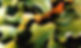 foliage crop 1.jpg