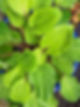A close of photo of raindrops on oblong bright green leaves. Photo by Carol M. Lawrence