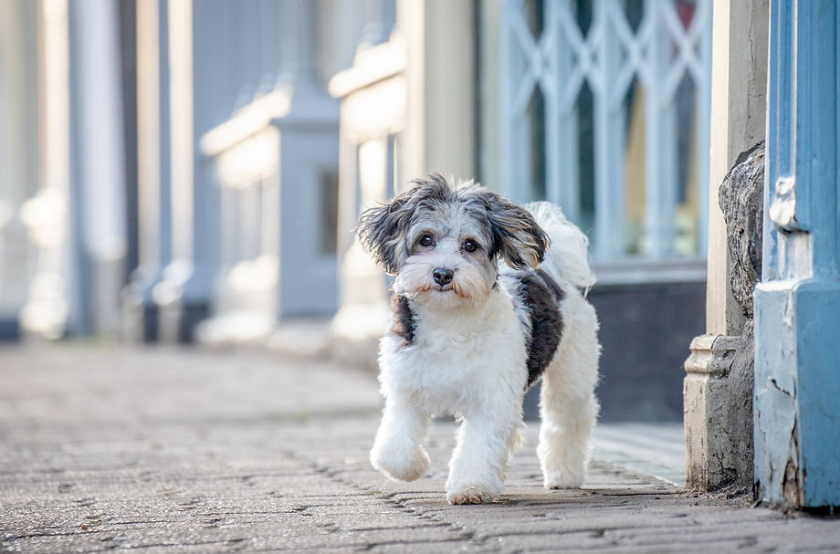 Urban Street Dog