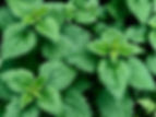 Herb Club: Nettles