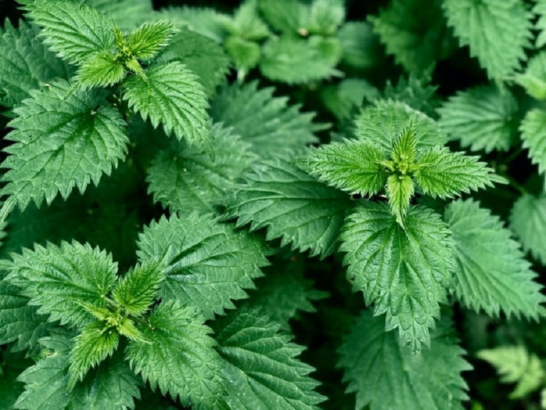 Nettles: Urtica dioica