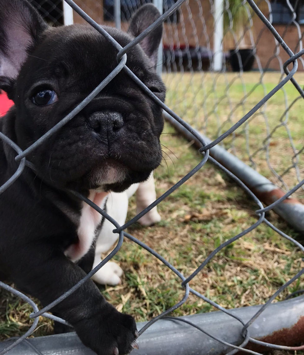Frankie