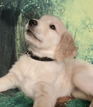 Golden retriever puppy home bred
