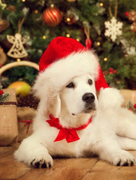 Golden Retriever puppy at Christmas