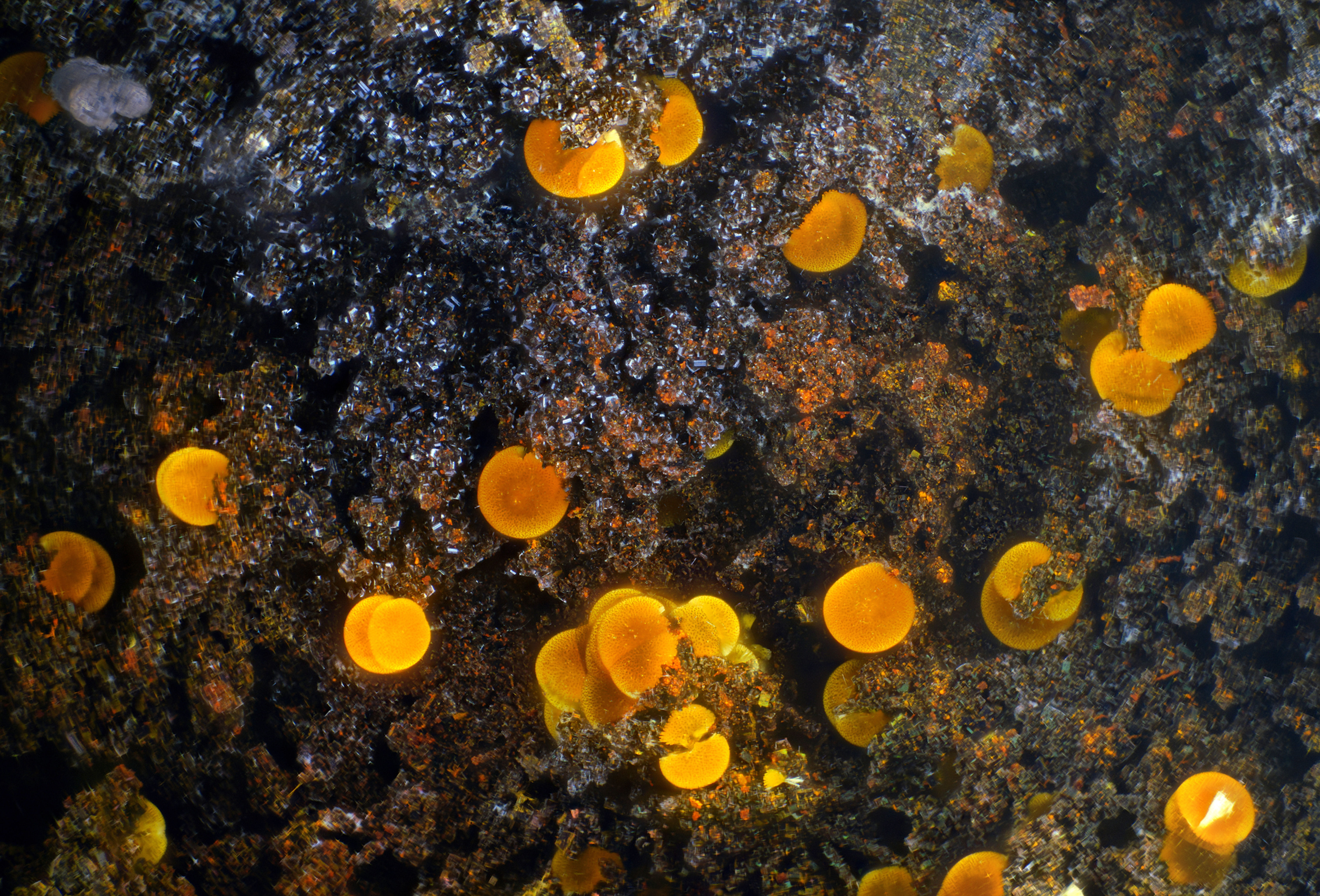 Cacoxenite | Fumade, France - Micromounts