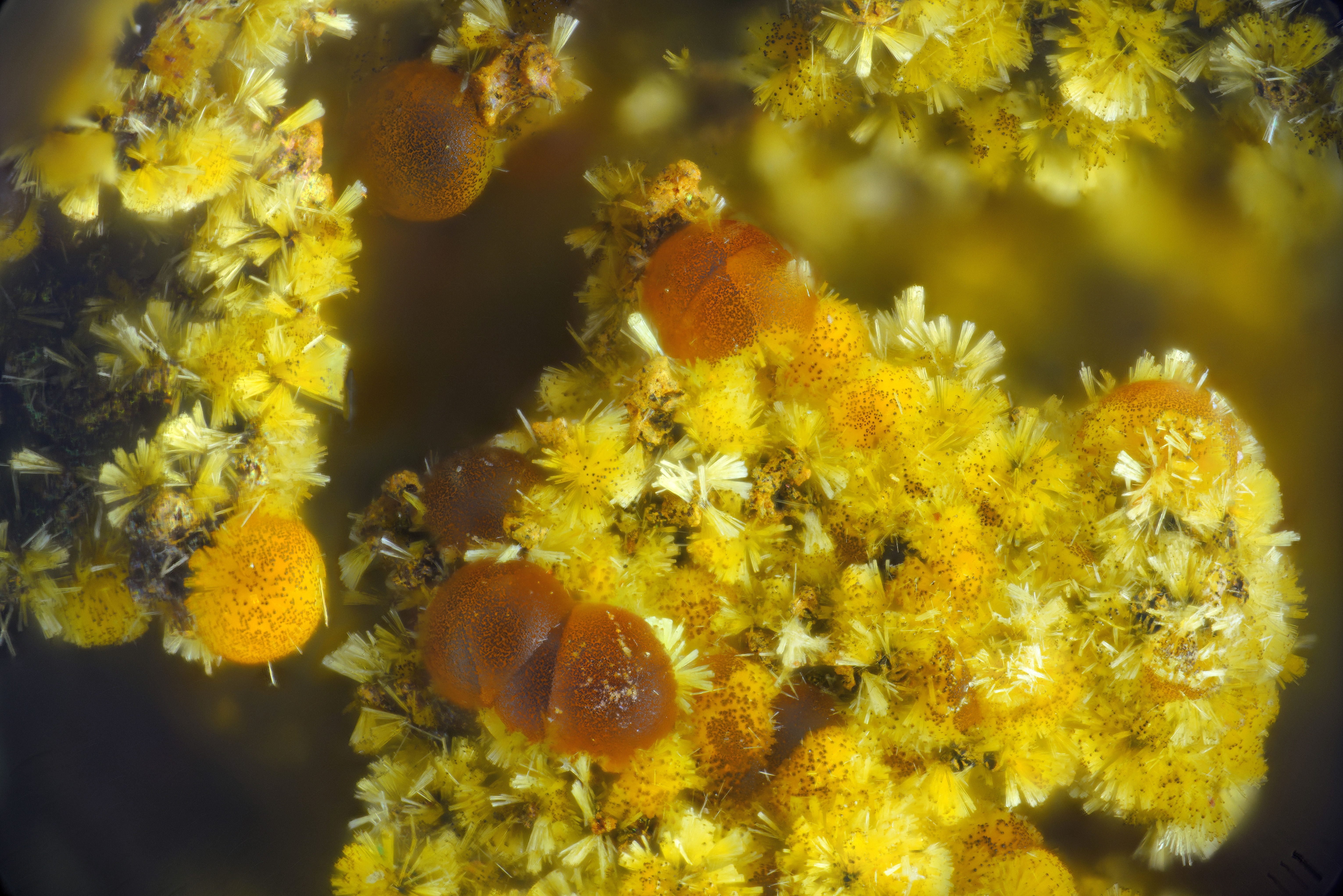 Cacoxenite | Fumade, France - Micromount