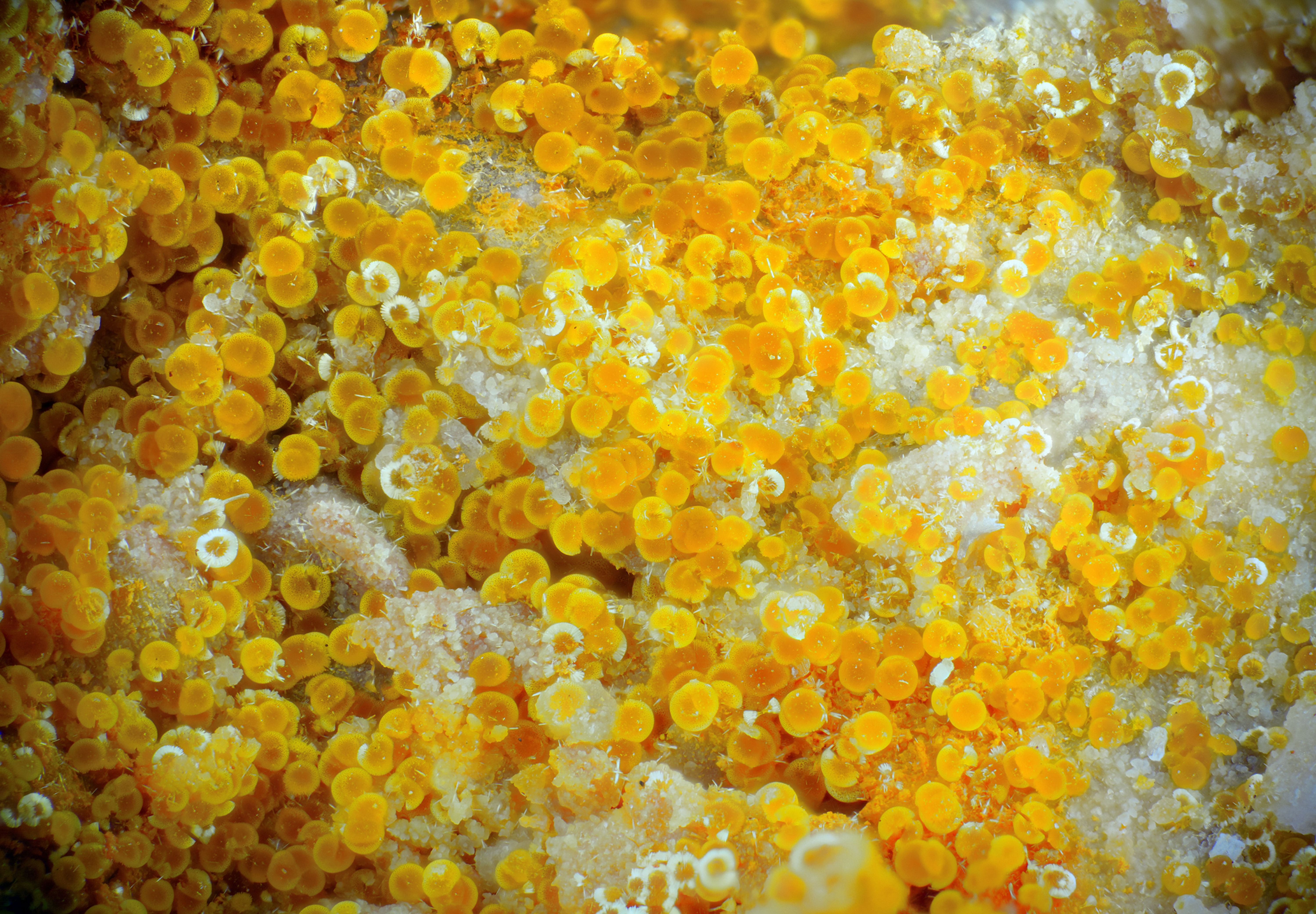 Cacoxenite | La Lande, France - Micromounts
