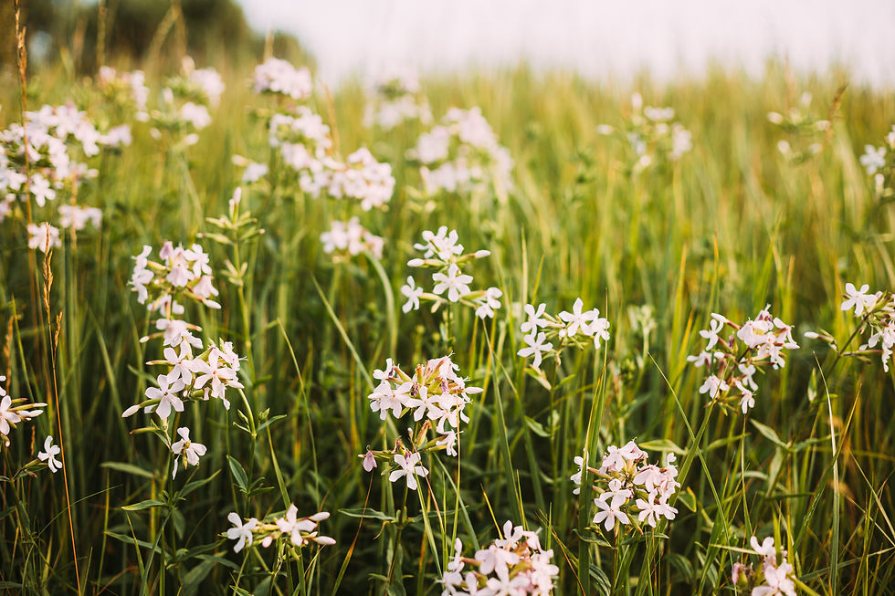 pink-flowers-of-saponaria-officinalis-on-field-in-2023-11-27-05-37-17-utc.jpg