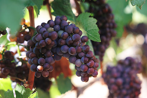 Archer Vineyard Dundee Hills Resort RV Park Grape.jpg
