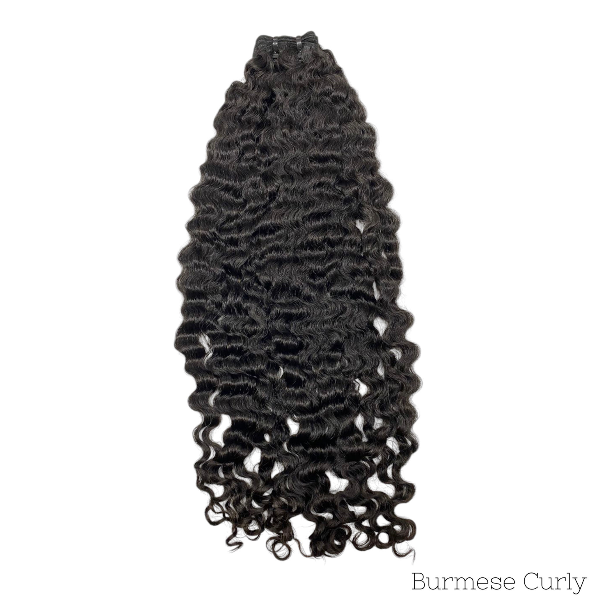 Burmese curly