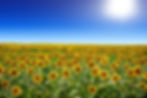 Sunflowers.jpg