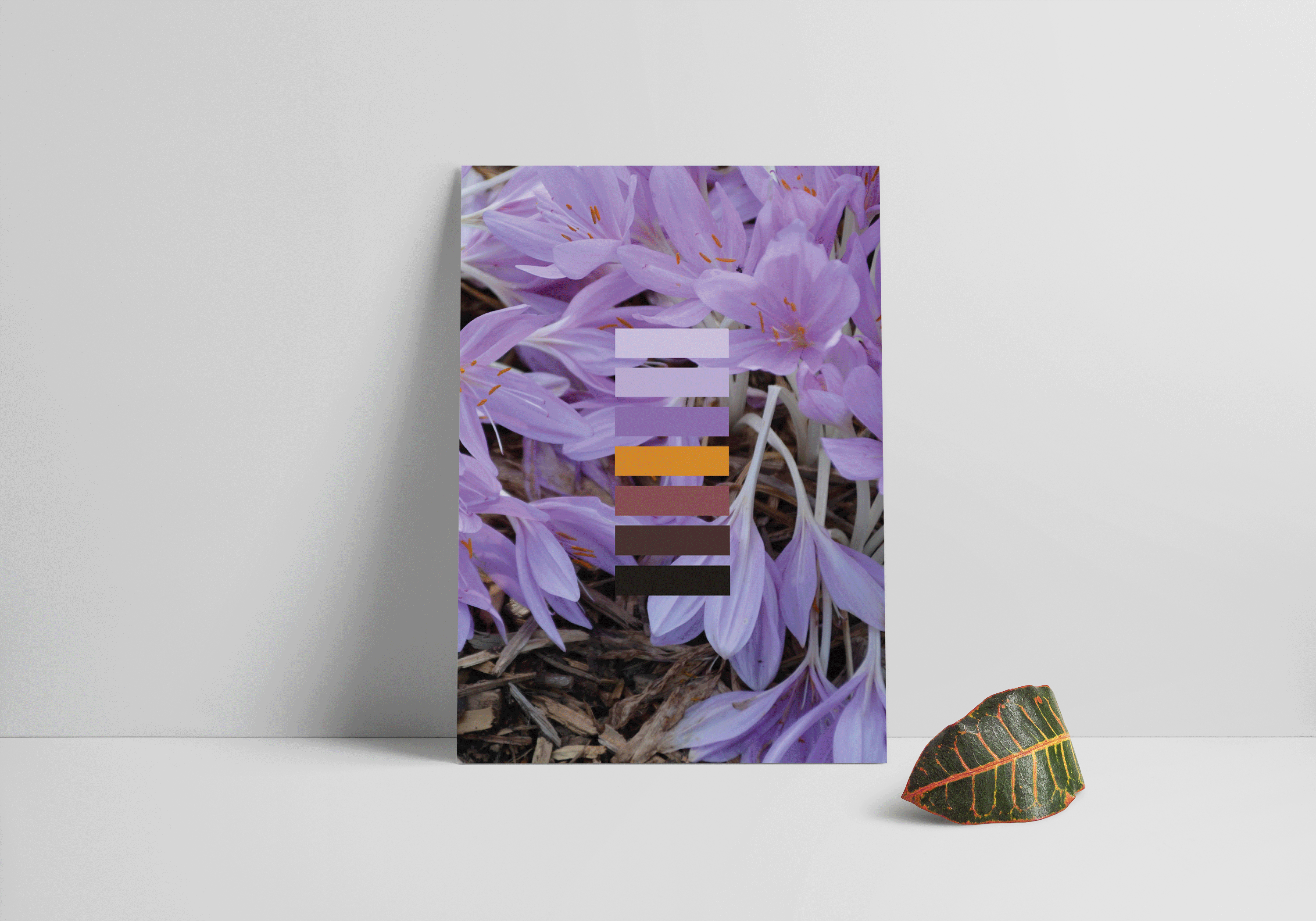 Color Postcards