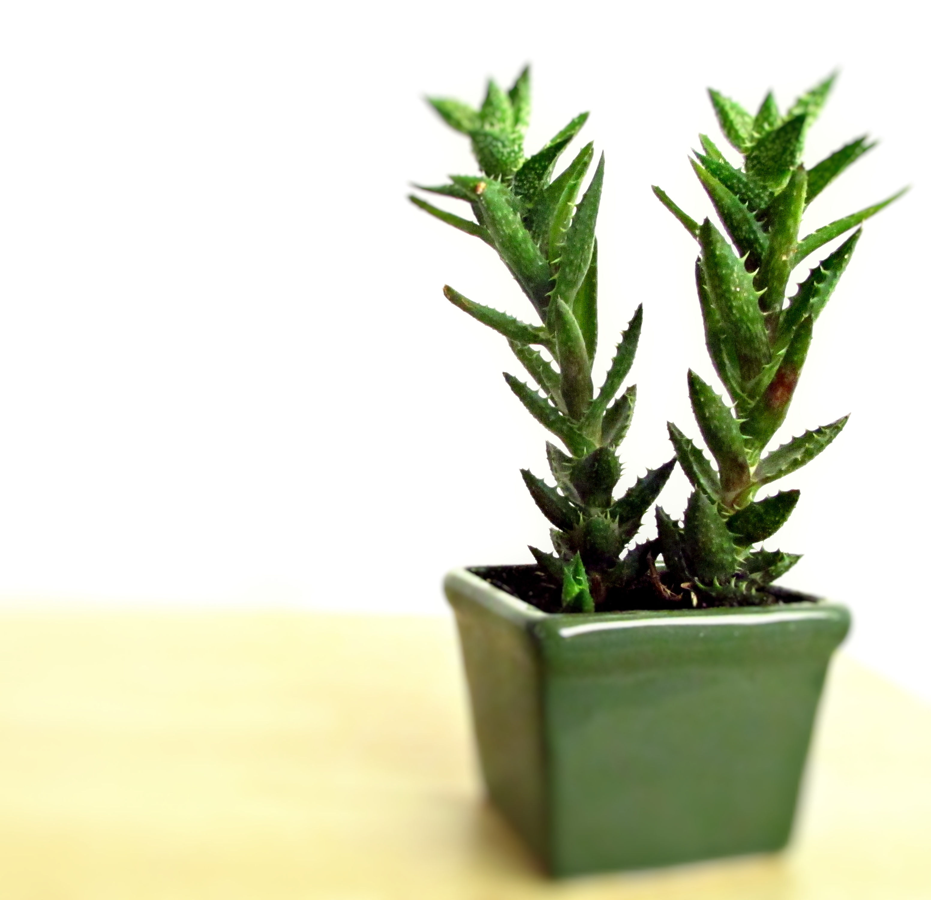 Aloe Juvenna Plant