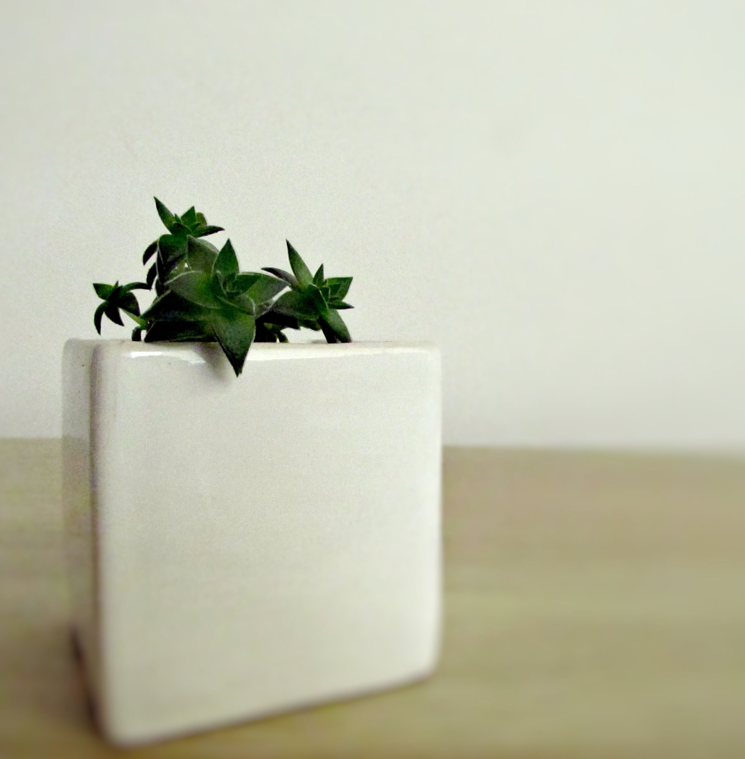 Suculenta Echevarria Cube