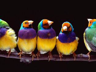 Would You Go Against Everyone Else?